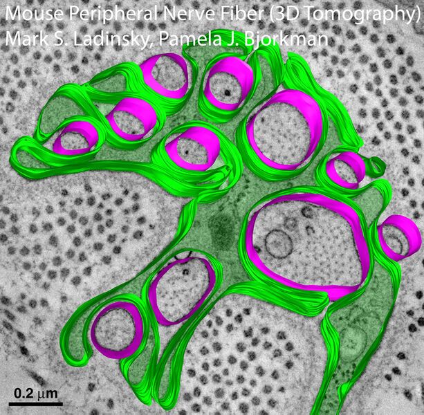 File:Mouse-Peripheral-Nerve-Fiber-3D-Tomography Mark-S-Ladinksy.jpg