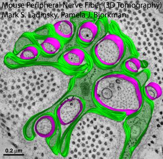 Mouse-Footpad-Peripheral-Nerve-Fiber-3D-Tomography Mark-S-Ladinksy.jpg