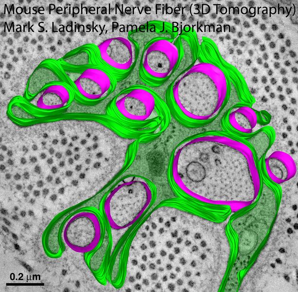 File:Mouse-Footpad-Peripheral-Nerve-Fiber-3D-Tomography Mark-S-Ladinksy.jpg